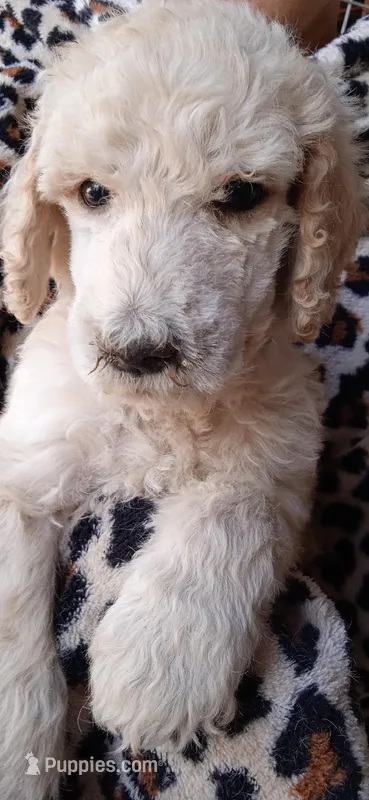Cookie – Poodle - Standard  puppy for sale in San Antonio, TX