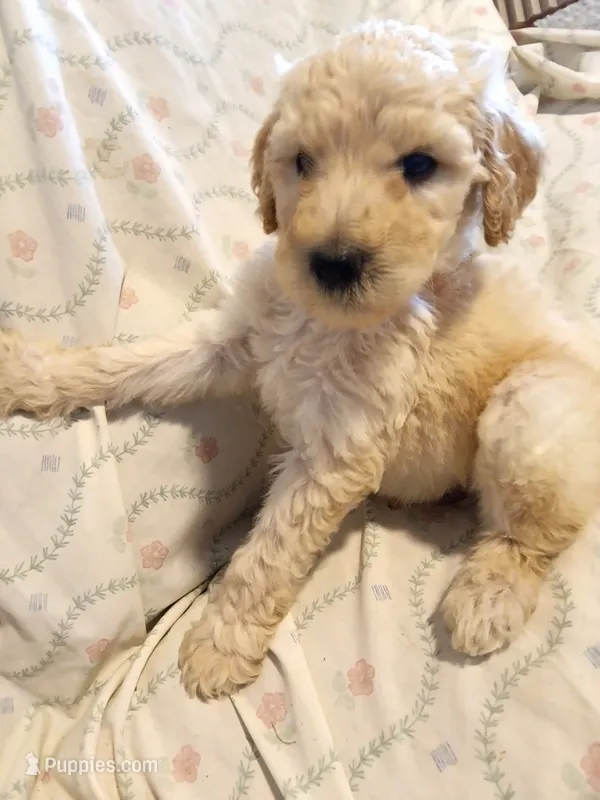 Cody – Poodle - Standard  puppy for sale in San Antonio, TX