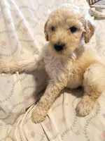Cody, a male Poodle - Standard  for sale in San Antonio, TX – 1 of 6