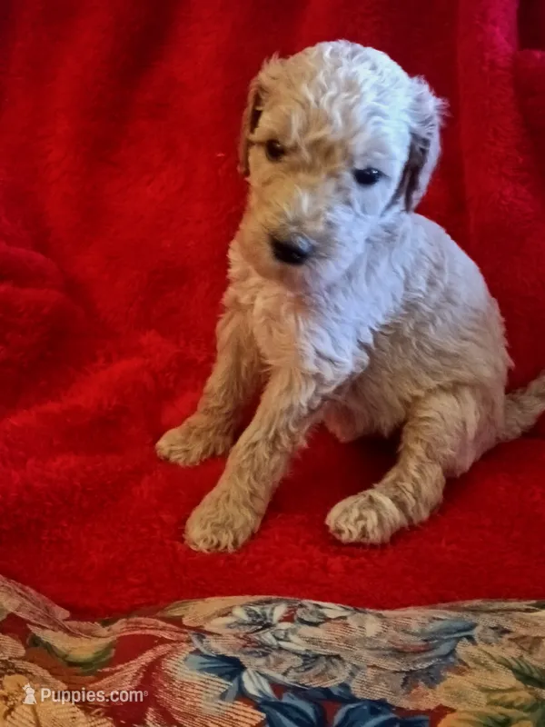 Cookie – Poodle - Standard  puppy for sale in San Antonio, TX