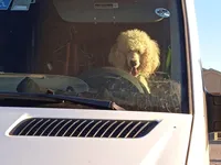 Cody, a male Poodle - Standard  for sale in San Antonio, TX – 4 of 6