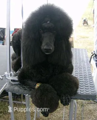 Cheyenne – Poodle - Standard  puppy for sale in San Antonio, TX