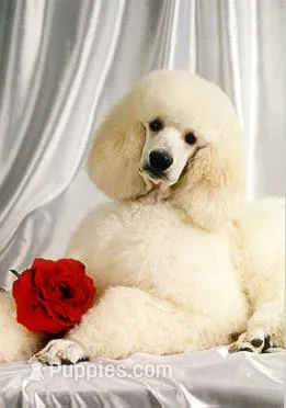 Carter – Poodle - Standard  puppy for sale in San Antonio, TX