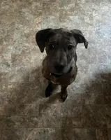 Merci, a male Catahoula Leopard Dog and American Pit Bull Terrier for sale in Charlottesville, VA – Photo 2 of 2