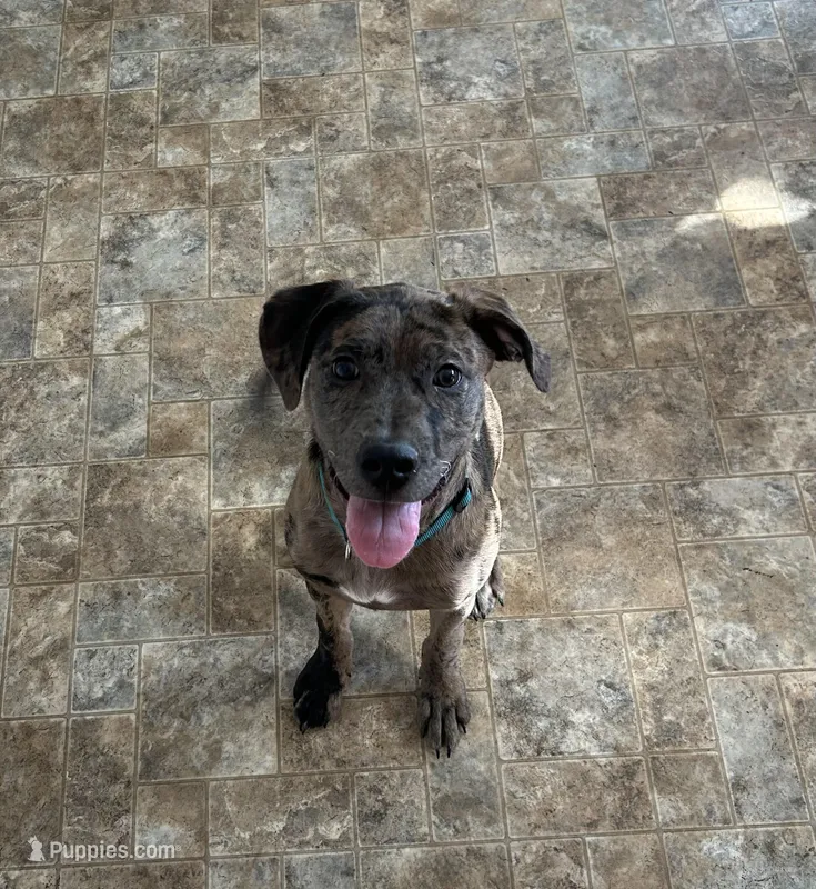 Merci – Catahoula Leopard Dog, American Pit Bull Terrier puppy for sale in Charlottesville, VA