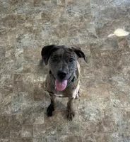 Merci, a male Catahoula Leopard Dog and American Pit Bull Terrier for sale in Charlottesville, VA – Photo 1 of 2