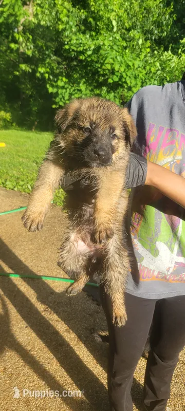 Skips  – German Shepherd Dog, Labrador Retriever puppy for sale in Catonsville, MD
