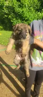 Skips , a female German Shepherd Dog and Labrador Retriever for sale in Catonsville, MD – 1 of 2
