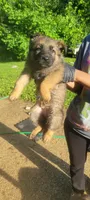 Skips , a female German Shepherd Dog and Labrador Retriever for sale in Catonsville, MD – 2 of 2