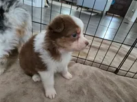Reba, a female Australian Shepherd for sale in Indian Trail, NC – Photo 3 of 3
