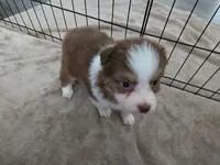 Reba, a female Australian Shepherd for sale in Indian Trail, NC – Photo 2 of 3