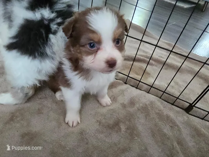 Reba, a female Australian Shepherd for sale in Indian Trail, NC – Photo 1 of 3