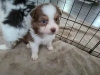 Reba, a female Australian Shepherd for sale in Indian Trail, NC – Photo 1 of 3