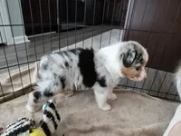 Roman, a male Australian Shepherd for sale in Indian Trail, NC – Photo 2 of 4