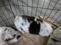 Roman, a male Australian Shepherd for sale in Indian Trail, NC – Photo 3 of 4