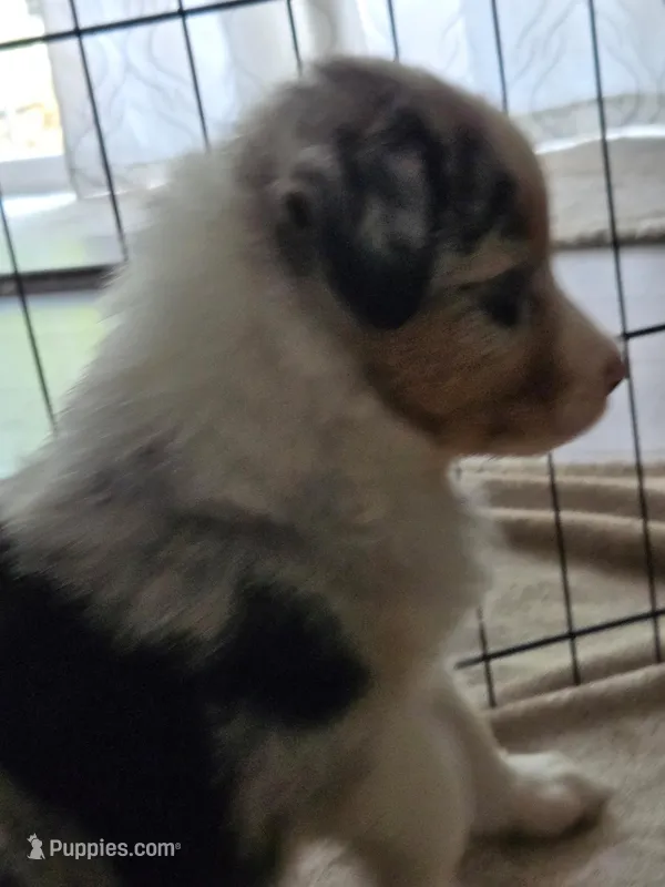 Roman – Australian Shepherd puppy for sale in Indian Trail, NC
