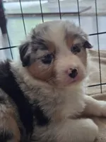 Roman, a male Australian Shepherd for sale in Indian Trail, NC – Photo 4 of 4