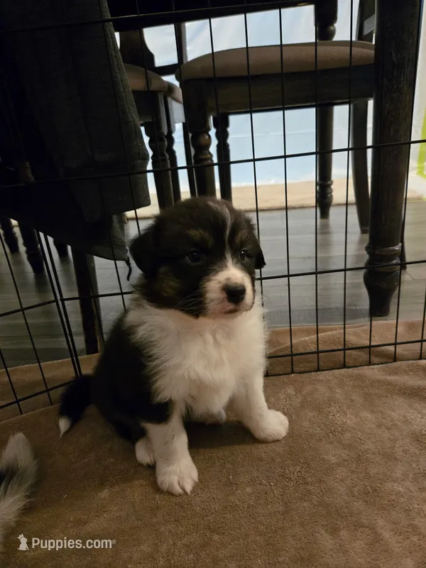Duncan – Australian Shepherd puppy for sale in Indian Trail, NC