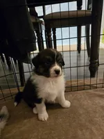 Duncan, a male Australian Shepherd for sale in Indian Trail, NC – 4 of 5