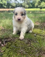 April, a female Australian Shepherd for sale in Indian Trail, NC – 3 of 4