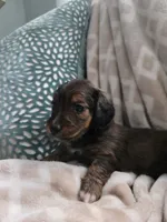 Darci, a female Miniature Dachshund for sale in Indian Trail, NC – 4 of 4