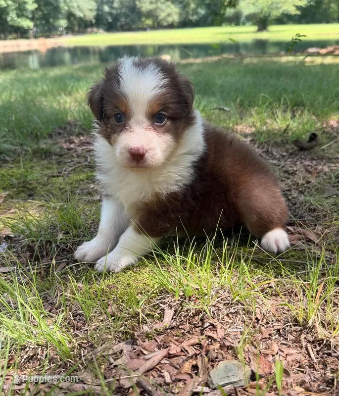 Reba – Australian Shepherd puppy for sale in Indian Trail, NC