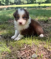 Reba, a female Australian Shepherd for sale in Indian Trail, NC – 1 of 3