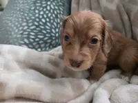 Victor, a male Miniature Dachshund for sale in Indian Trail, NC – 2 of 5