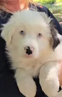 Arrie, a female Australian Shepherd for sale in Indian Trail, NC – 4 of 5