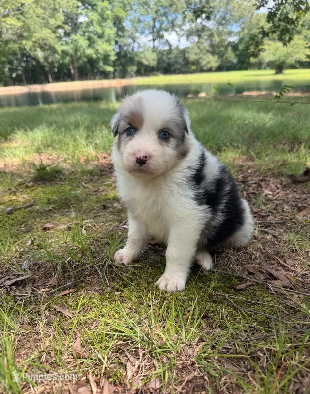 Alex – Australian Shepherd puppy for sale in Indian Trail, NC