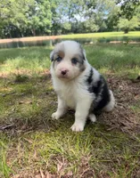 Alex, a male Australian Shepherd for sale in Indian Trail, NC – 1 of 4