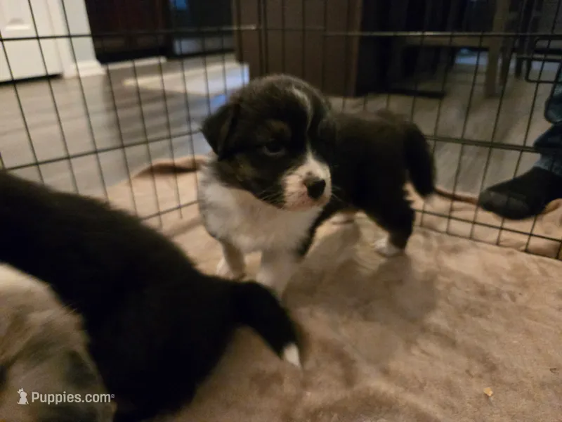 Duncan – Australian Shepherd puppy for sale in Indian Trail, NC