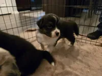 Duncan, a male Australian Shepherd for sale in Indian Trail, NC – 1 of 5
