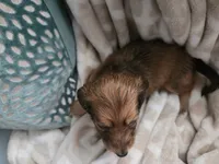 Sampson, a male Miniature Dachshund for sale in Indian Trail, NC – 3 of 4
