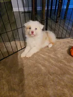 Sophi, a female Australian Shepherd for sale in Indian Trail, NC – Photo 5 of 5