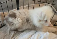 Sophi, a female Australian Shepherd for sale in Indian Trail, NC – Photo 4 of 5