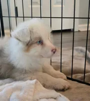Sophi, a female Australian Shepherd for sale in Indian Trail, NC – Photo 2 of 5