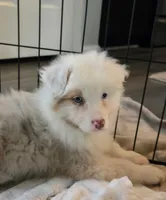 Sophi, a female Australian Shepherd for sale in Indian Trail, NC – Photo 3 of 5