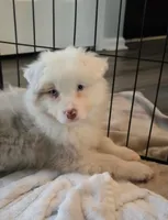 Sophi, a female Australian Shepherd for sale in Indian Trail, NC – Photo 1 of 5