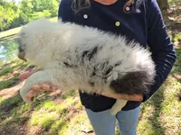 Arrie, a female Australian Shepherd for sale in Indian Trail, NC – 3 of 5