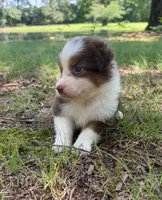 Reba, a female Australian Shepherd for sale in Indian Trail, NC – 3 of 3
