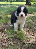 Daisy, a female Australian Shepherd for sale in Indian Trail, NC – 2 of 4