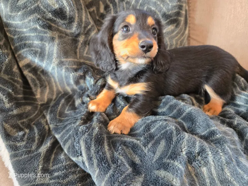 Brandi – Miniature Dachshund puppy for sale in Indian Trail, NC