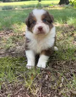 Reba, a female Australian Shepherd for sale in Indian Trail, NC – 2 of 3