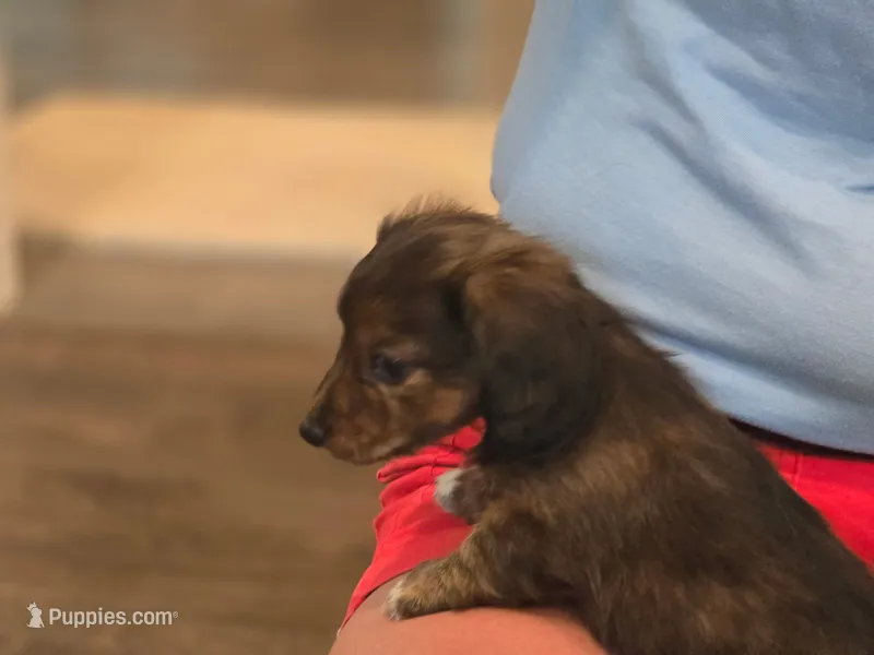 Darci – Miniature Dachshund puppy for sale in Indian Trail, NC
