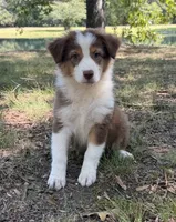 Reba, a female Australian Shepherd for sale in Indian Trail, NC – 1 of 6