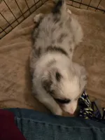 Remi, a female Australian Shepherd for sale in Indian Trail, NC – 2 of 5