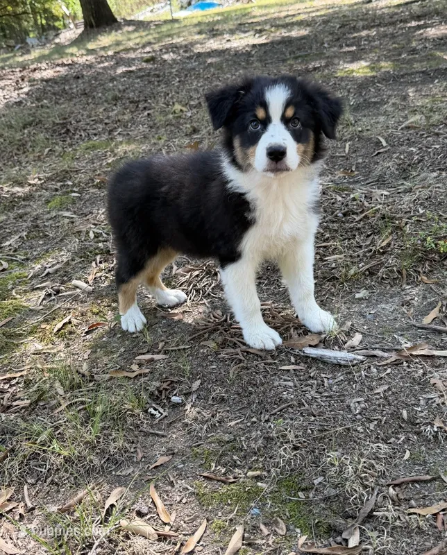 Gracie – Australian Shepherd puppy for sale in Indian Trail, NC