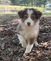 Reba, a female Australian Shepherd for sale in Indian Trail, NC – 2 of 6