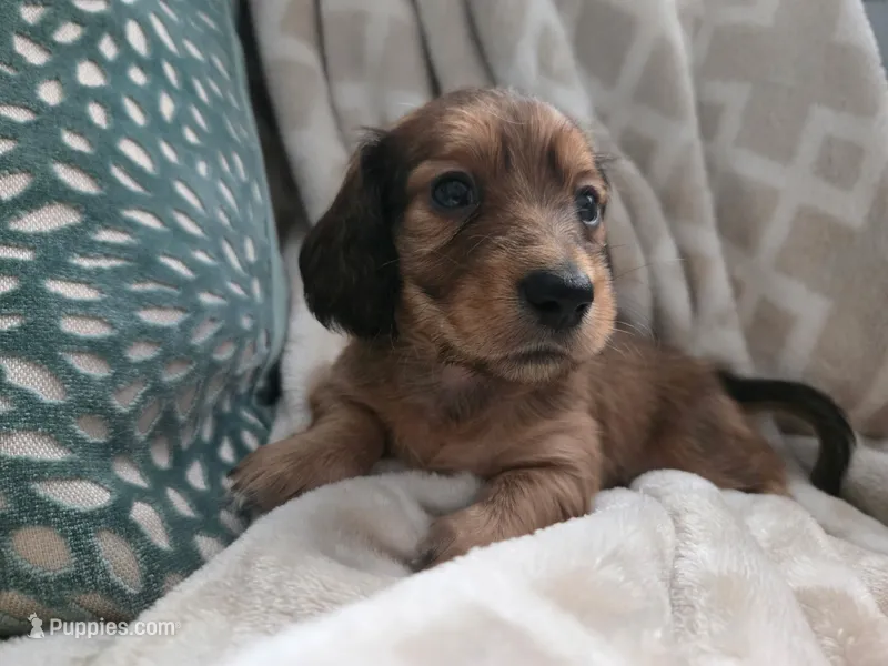Sampson – Miniature Dachshund puppy for sale in Indian Trail, NC